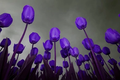 Colorful Tulips Beautiful Flower Wallpapers HD Download