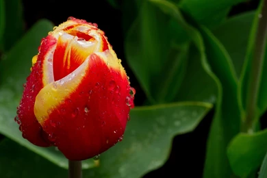 Tulip Flowers Wallpapers Image