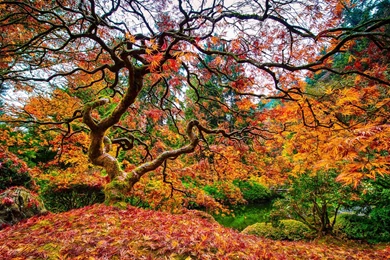 Other: Japanese Garden Autumn Fall Trees Neuronal Tree Japenese ...