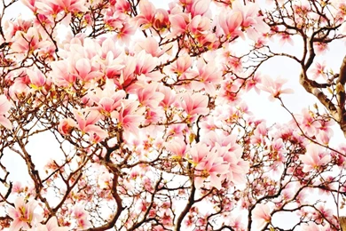 Flowers: Sakura Flowers Japanese Cherry Blossom Japan Tree Nature ...