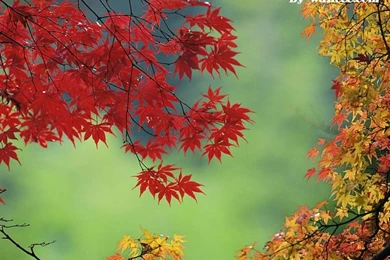 Maple Photos In Golden Autumn   Magic Of Autumn Photo Gallery7 ...