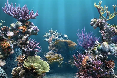 Coral Reef Wallpapers, Coral Reef Desktop Wallpapers
