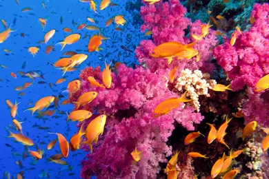 2 Colorful Coral Reef Wallpapers With Fishes 1004 :: Coral Reef ...