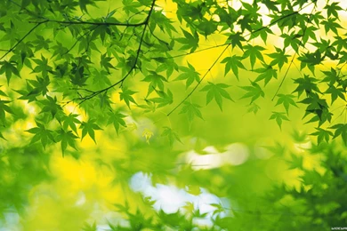 Wallpapers Green Leafs Wide And Hd Leaves Nature 1920x1080 ...