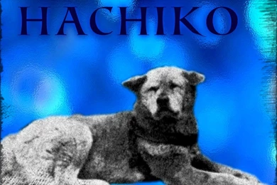 ★ Hachikō 忠犬ハチ公 ☆   Hachiko Wallpapers (34336592)   Fanpop