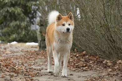 Hachiko Dog Image Wallpapers