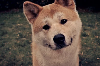 Wallpapers Cat And Dog Friends Akita Hachiko X 1920x1080