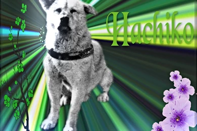 ★ Hachikō 忠犬ハチ公 ☆   Hachiko Wallpapers (34321141)   Fanpop