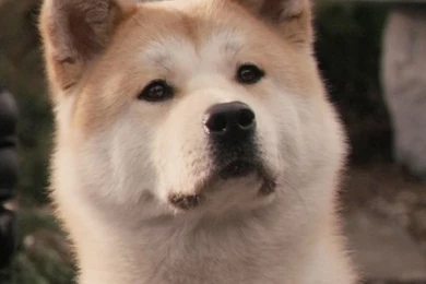 Hachiko Dog iPhone HD Wallpaper, iPhone HD Wallpapers Download ...