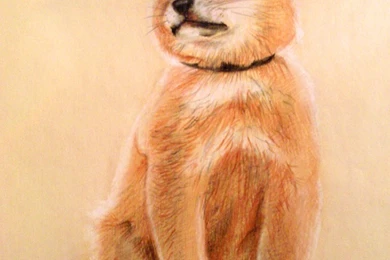 DeviantArt: More Like Puppy Hachiko By Okami Moony