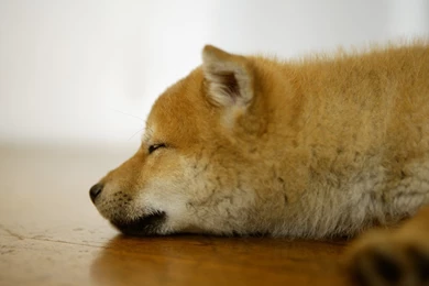 Dogs: Lovely Sleep Hachiko Dogs Animals High Quality Wallpapers For ...