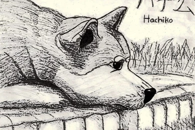 Hachiko By NiegelvonWolf On DeviantArt