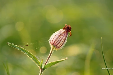 Nature Wallpapers 1360 X 768