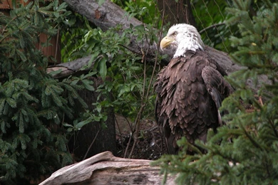 Big Eagle Looking For Hunting Wallpaper: Desktop HD Wallpapers ...