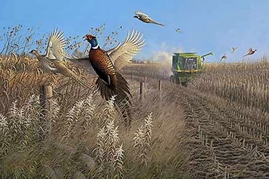 Birds: Pheasants Hunting Fields Country Free Download Wallpapers ...