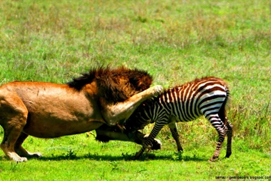 Male Lion Hunting Wallpapers