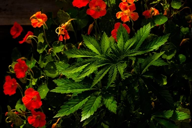 Marijuana 420 Weed Mary Jane Drugs (27) Wallpapers