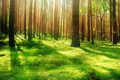 Beautiful Forest Scenery HD Desktop Wallpapers : Widescreen : High ...