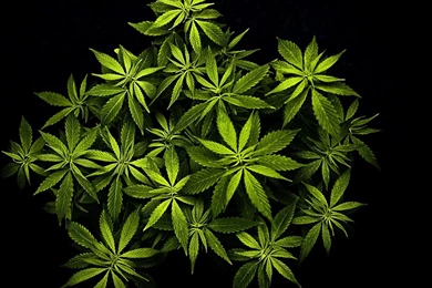 Cannabis Mary Jane Wallpapers For Huawei D2