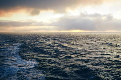 Newfoundland Stress iPad Air Wallpapers Download