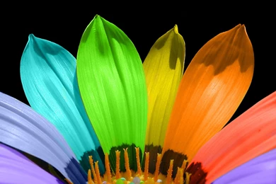 Desktop Wallpapers · Gallery · Nature · Rainbow Flower