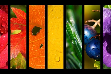 Download Spectrum Nature Wallpaper—Free Wallpapers