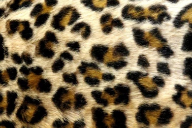 Leopard Print Wallpapers Collection (48+)
