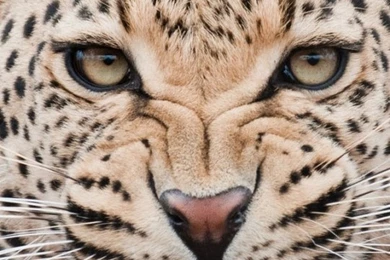 Download Wallpapers 540x960 Leopard, Predator, Face, Teeth ...
