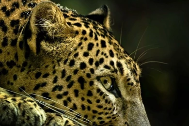 Leopard Profile Lockscreen