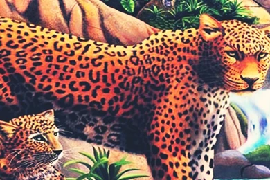 Colorful Leopard Africa Nature Android Wallpapers Free Download