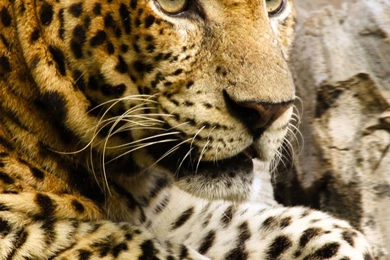 Wallpapers Android Phone Animals Pictures – Androidwalls.org