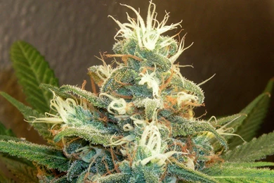 Weed HD Wallpapers   Wallpapers Zone