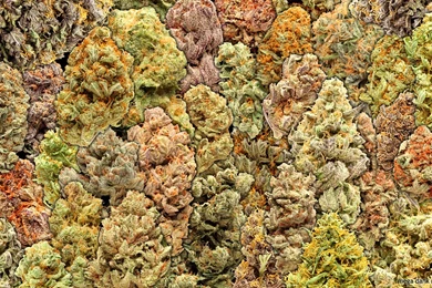 Pic New Posts: Weed Wallpapers Free