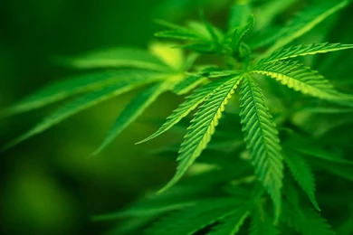 Weed Wallpapers Iphone