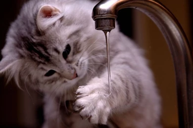 Cute Cat Pictures HD Wallpapers Free Download