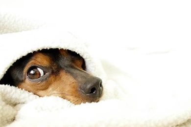 Cute Dog Wallpapers HD