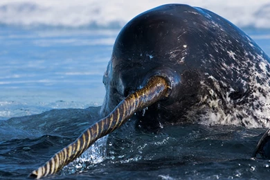 Narwhal 15 Wallpapers Collection