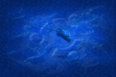 Natty Narwhal By Samriggs On DeviantArt