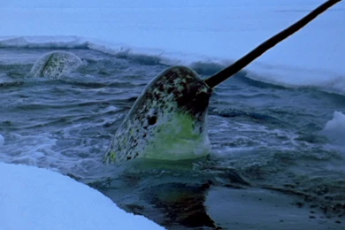 12+ Best HD Narwhal Wallpapers