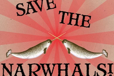 Durango Mom: Narwhal, Why Not?