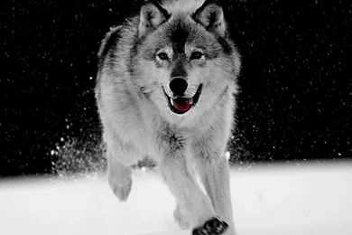 Desktop Pics Of Gray Wolf Download