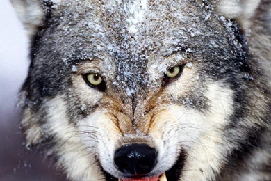 4 Gray Wolf At Dusk Wallpapers :: Gray Wolf Wallpapers