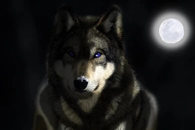 Wolf Wallpapers Wonderful Best   Fullwidehd.com