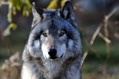 Gray Wolf Wallpapers Gray Wolf Images Free Cool Wallpapers