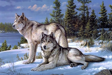 Wolf Wallpapers   Android Apps On Google Play