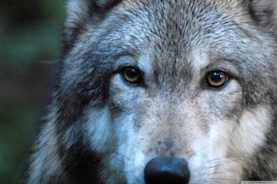 Gray Wolf By Dave Johnson HD Desktop Wallpapers : Fullscreen : Mobile