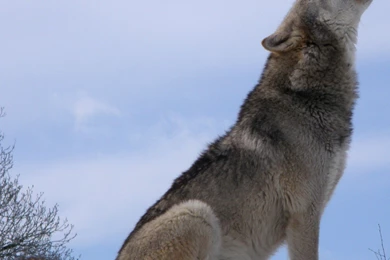 Gray Wolf Wolves T Wallpapers