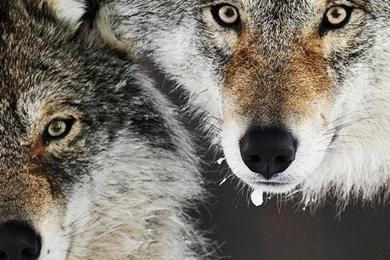 Gray Wolf Iphone 6 Plus Wallpapers