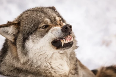 Angry Wolf Wallpapers HD For Desktop Of Grey Wolf Face