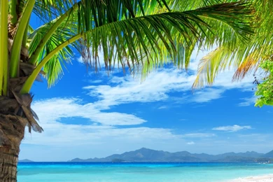 Download Wallpapers 2560x1024 Tropics, Beach, Sand, Palm Trees Dual ...